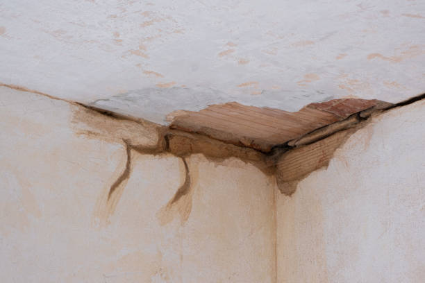 Best Professional water damage repair  in Bloomville, OH