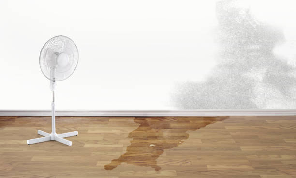 Best Mold removal after water damage  in Bloomville, OH